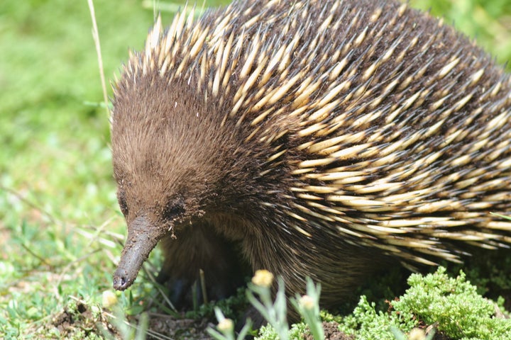 Mini Slap Band Label - Echidna