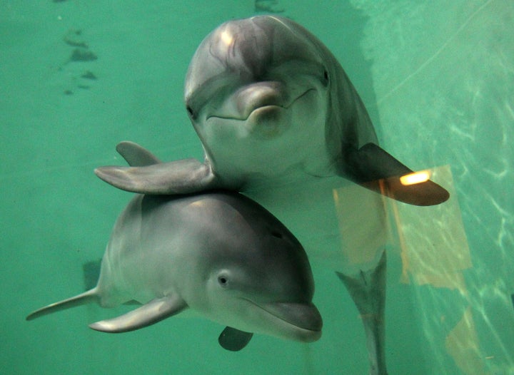 Dolphins are Back at the Minnesota Zoo Temporarily