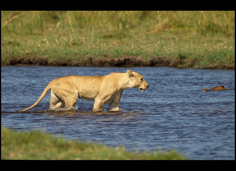 Lioness attacks Crocodile