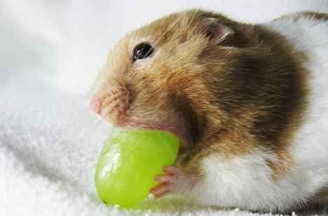 the worlds fattest hamster