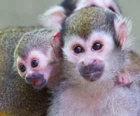 This Incredibly Rare Baby Monkey Was Just Born at an Ohio Zoo— See the  Adorable Photos