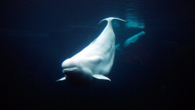 Toxins in vegetation may have caused death of beluga whales at