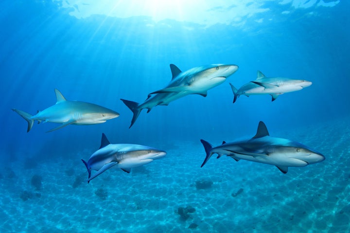 sharks in the ocean composite