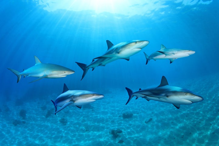 sharks in the ocean composite 