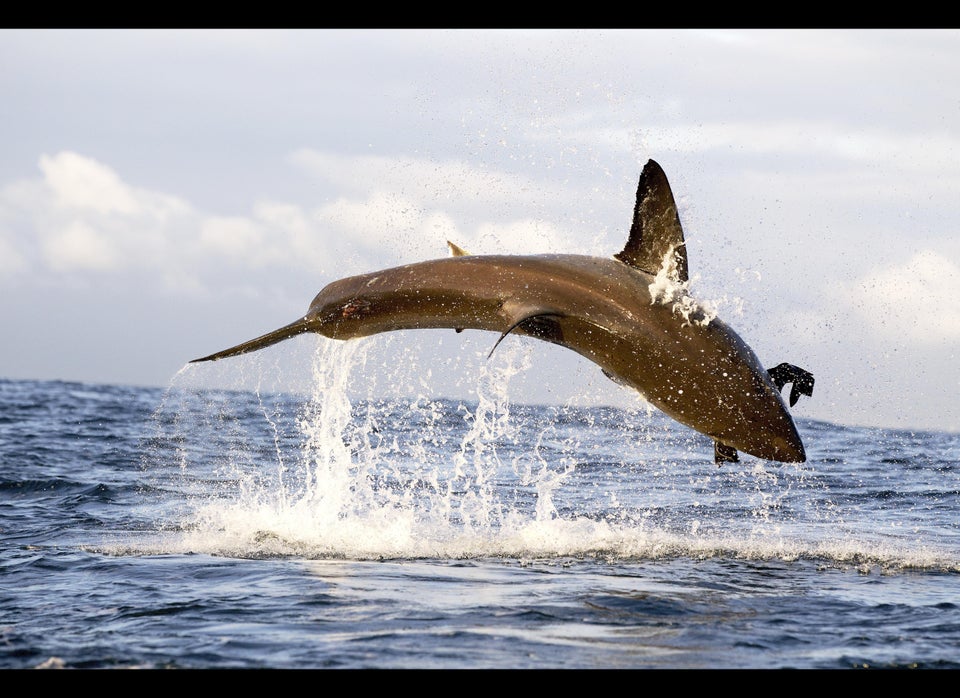 Air Jaws Apocalypse: Great White Shark Breaches