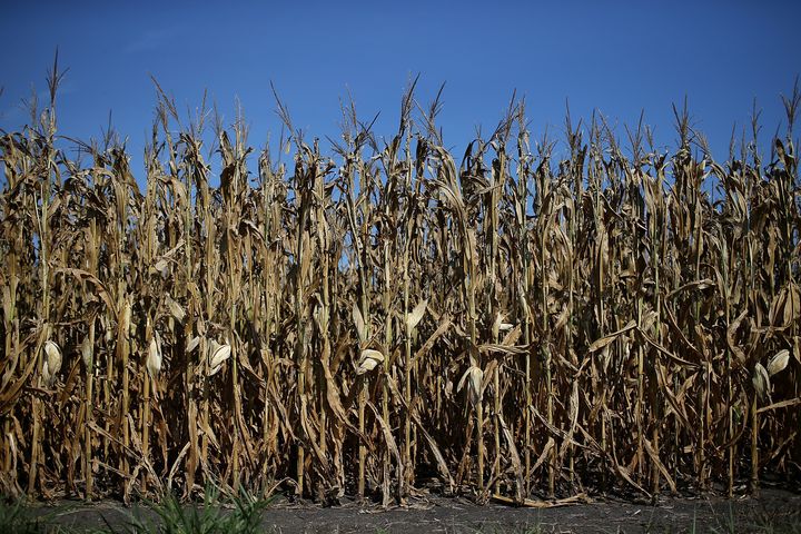 In a Kansas Corn Field, Drought Points to the Need for Climate ...