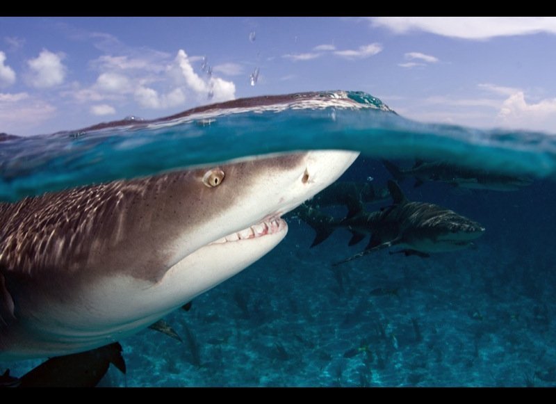 How To Avoid A Shark Bite | HuffPost