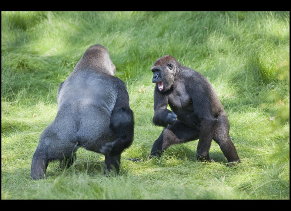 Gorilla Brothers Reunited