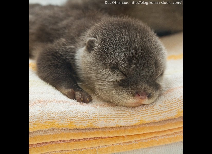 cute baby river otter