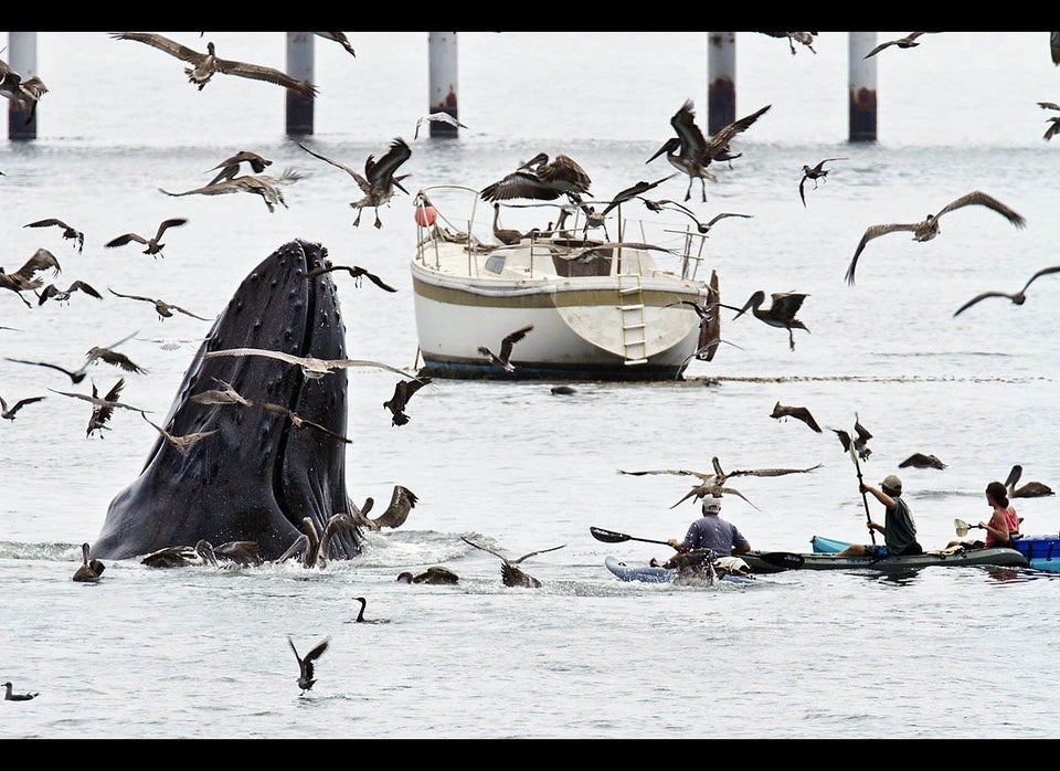 Close Humpback Whale Encounter Captured On Camera