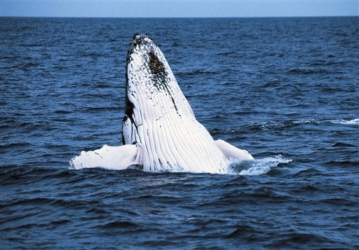 Humpback Whale In New York Harbor | HuffPost