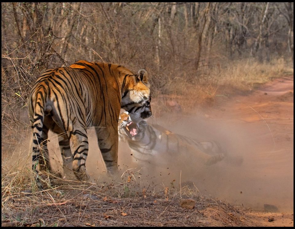 Tigress Takes On Larger Male Who Stole Her Dinner