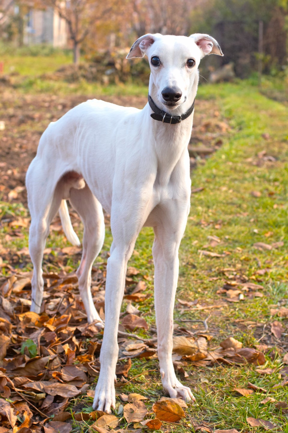 The Greyhound — The King Of Canine Racers