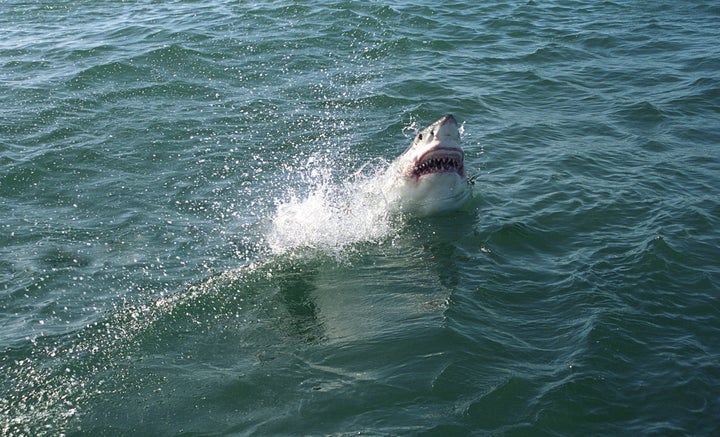 great white shark hermanus ...