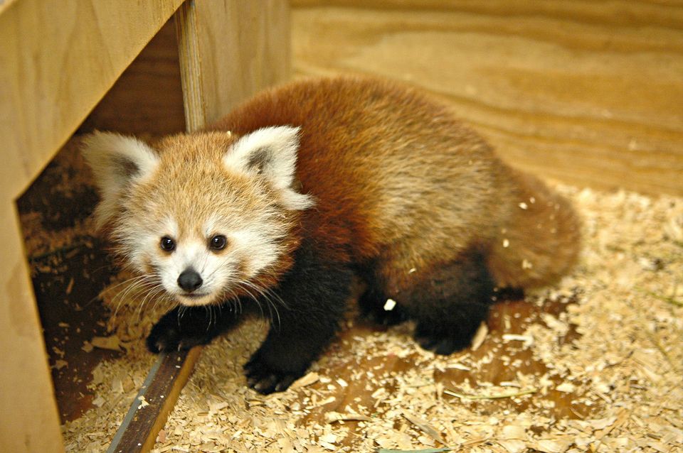 Meet KayDee, the Oklahoma Zoo's Rambunctious Baby Red Panda