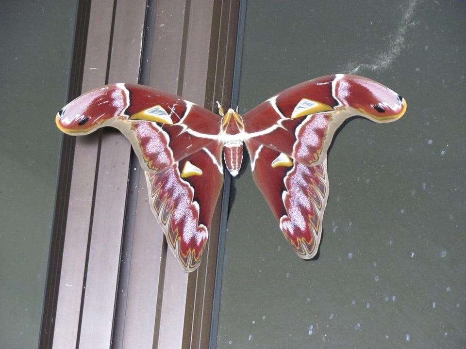 Atlas Moth