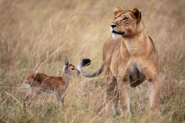 Lioness Befriends Baby Antelope After Killing Its Mother In Uganda (PHOTOS)  | HuffPost Impact