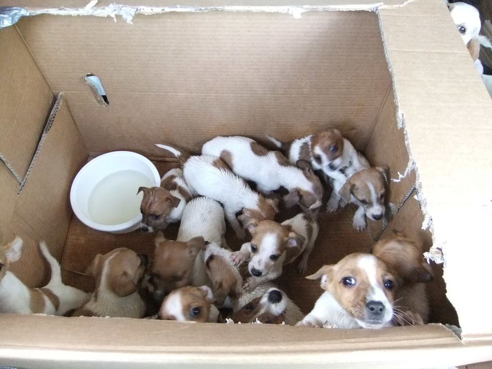 Puppies Found In Dublin Cars