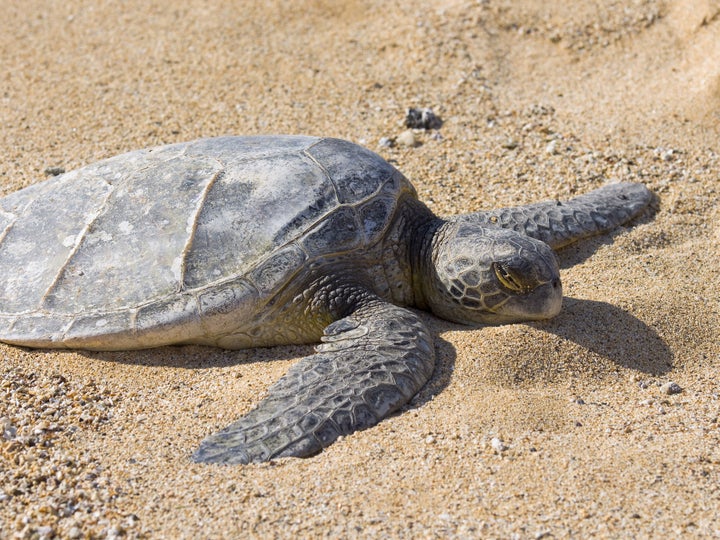 Hot weather, drought impacting baby terrapins / tiny turtles may