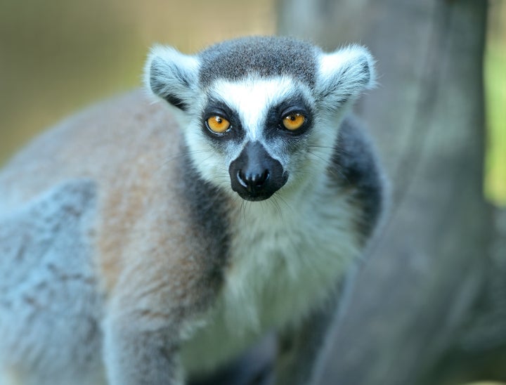 Living With Lemurs | HuffPost