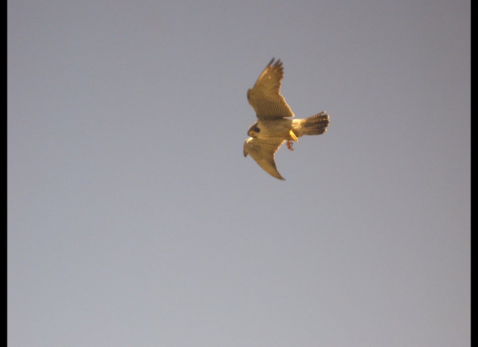 Peregrine Falcon in flight