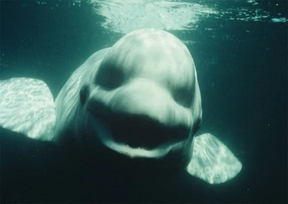The beluga whale NOC at San Diego's National Marine Mammal Foundation