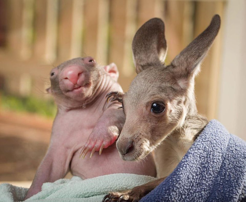 Baby Marsupial Trio