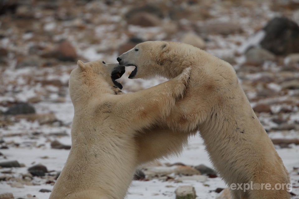 Our Polar Bears