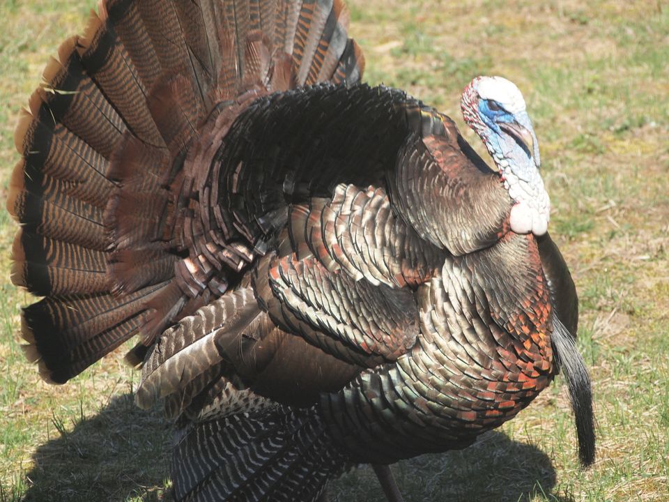 Turkey Facts: 10 Things You Never Knew About The Wild Fowl | HuffPost ...