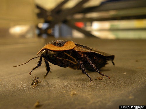 The 5 Most Hated Creatures On The Planet And Why They Don't Deserve It ...