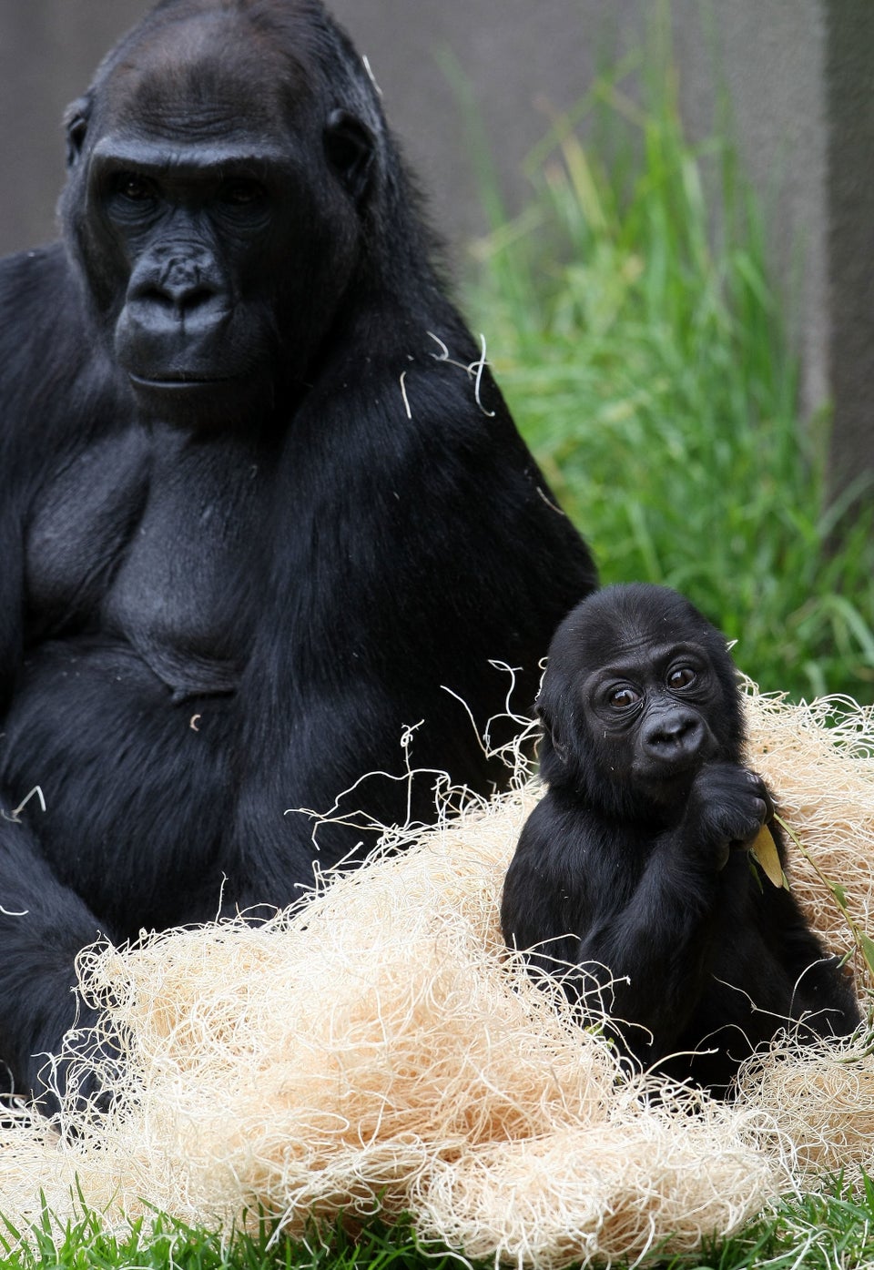 They hang close by.(Photo by Justin Sullivan/Getty Images)