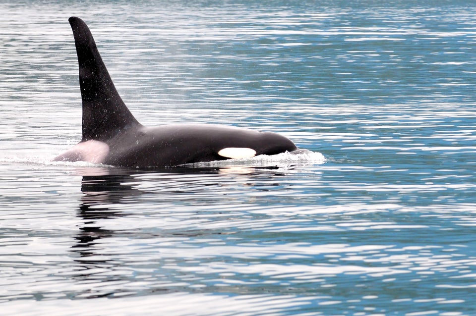 Orcas In The Open Ocean