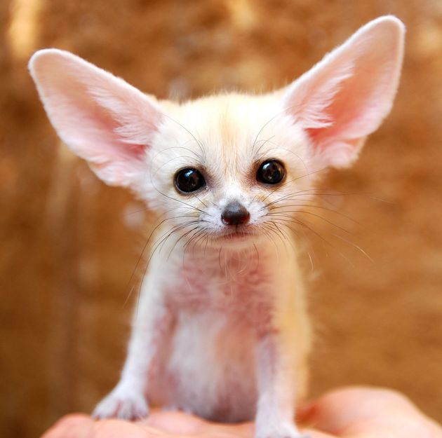 Zooborns Baby Animal Photos Are Adorable By The Numbers Huffpost
