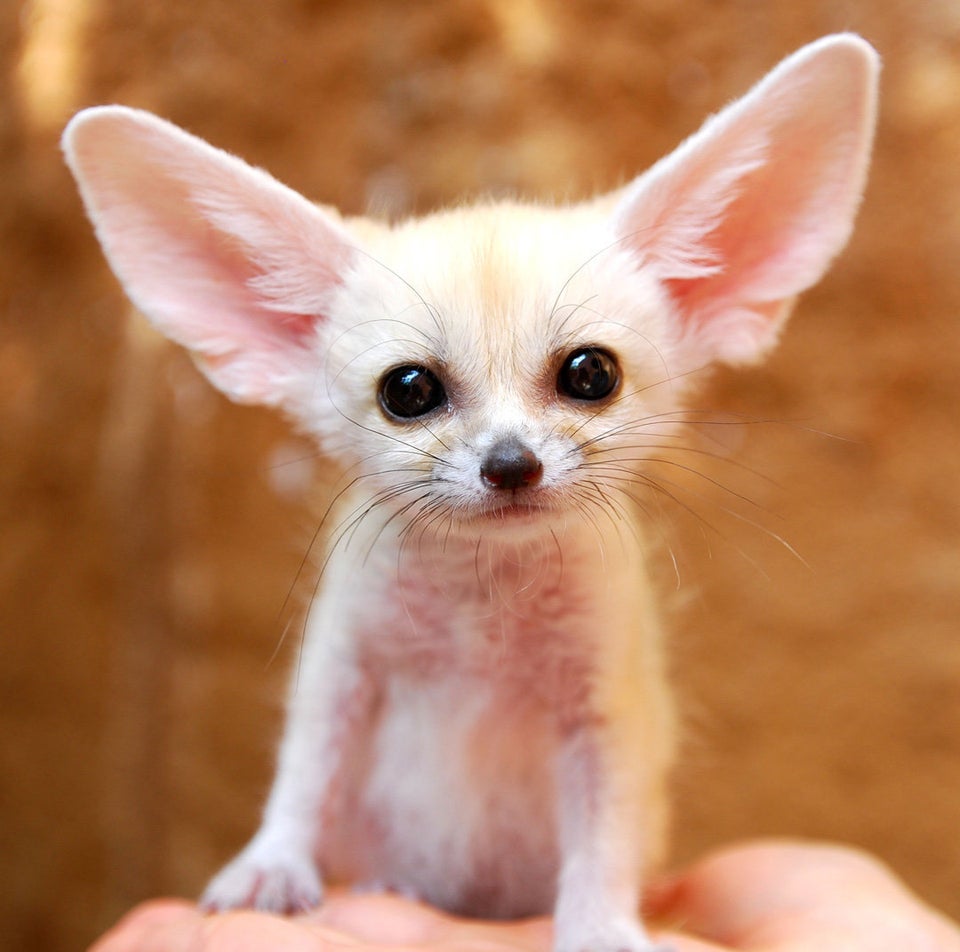 Zooborns' Baby Animal Photos Are Adorable 'By The Numbers ...