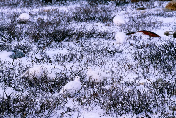 Art Wolfe's Camouflage Animal Photos Capture Nature's 'Vanishing Act' | HuffPost Impact Art Wolfe's Camouflage Animal Photos Capture Nature's 'Vanishing Act' | HuffPost Impact