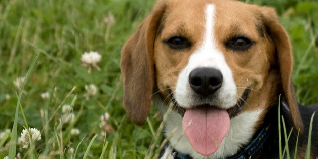 i think my dog hates me