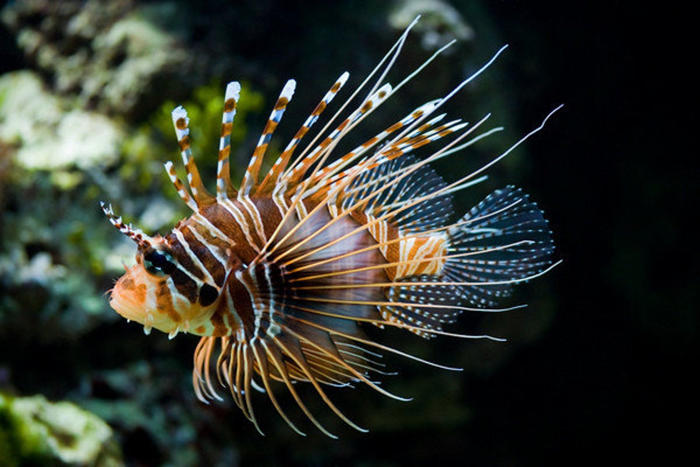 Flushing Fish: Invasive Species Released Into California Ocean ...