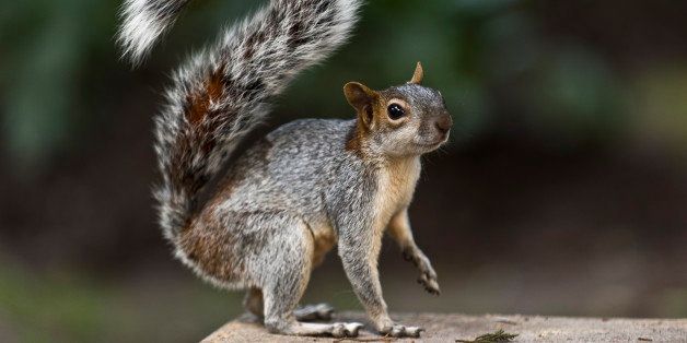 A squirrel forages for food, at the Chapultepec woods in Mexico City on September 11, 2013. AFP PHOTO/Ronaldo Schemidt (Photo credit should read Ronaldo Schemidt/AFP/Getty Images)