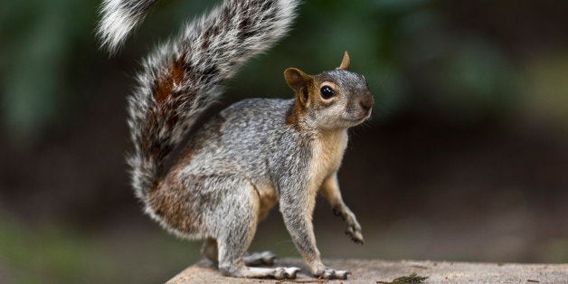 A squirrel forages for food, at the Chapultepec woods in Mexico City on September 11, 2013. AFP PHOTO/Ronaldo Schemidt (Photo credit should read Ronaldo Schemidt/AFP/Getty Images)