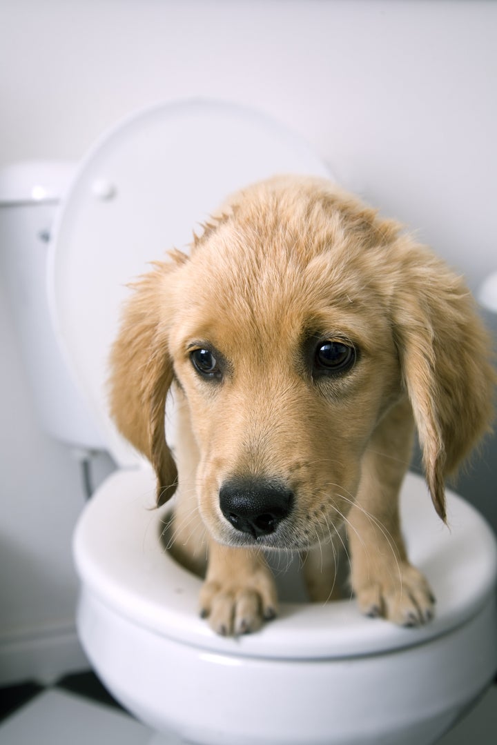 dog on the toilet