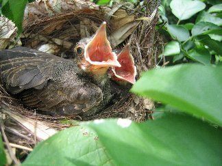 Description Bird nest | Source | Date 2005-06-25 | Author Gogo | Permission migration relicense unidentified Passeriformes Category:Passeriformes nests ... 