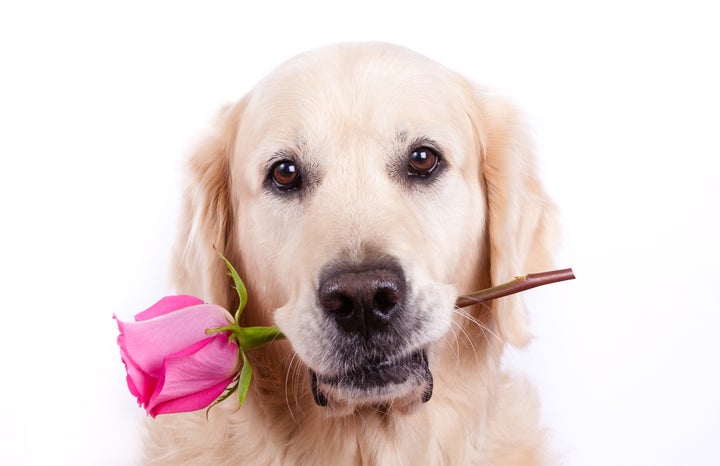 golden retriever dog with rose