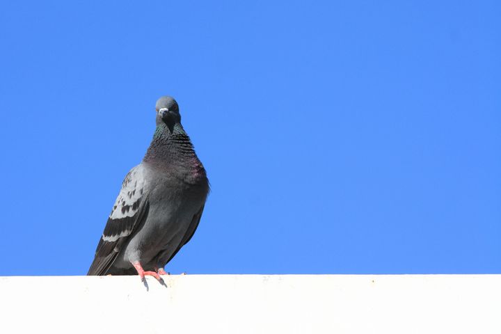 pigeon standing with clear blue ...