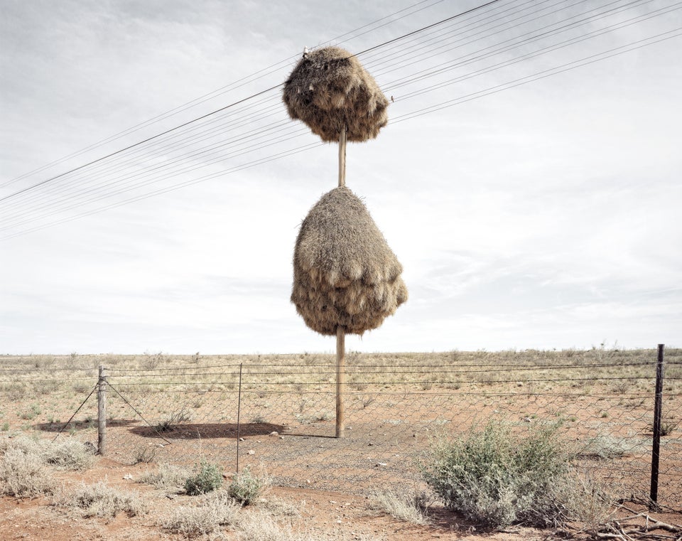 Worlds Biggest Birds Nests