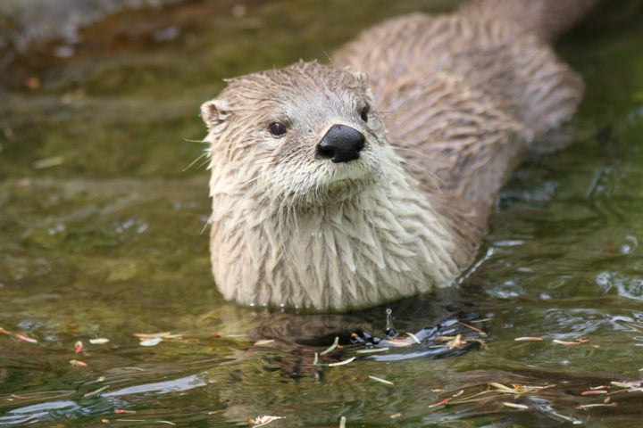 common otter