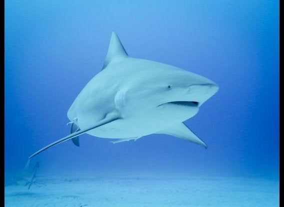 Bull shark