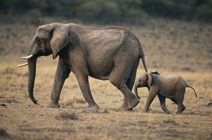 African elephant (Loxodonta africana) and calf walking, Masai Mara N.R, Kenya