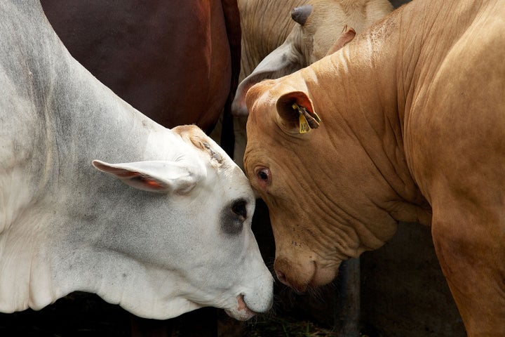 JAKARTA, INDONESIA - FEBRUARY 20: Cows await slaughter at an abattoir on February 20, 2013 in West Java Indonesia. The price of beef in Indonesia, now around Rp 95,000 (about USD 10) per kilo, has risen over the past 18 months due to strict import quotas for beef and live cattle which have also spawned a corruption scandal. (Photo by Ed Wray/Getty Images)