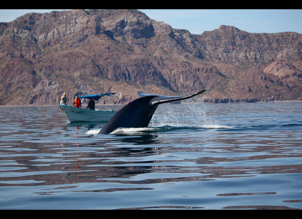 Gargantuan blue whale dwarfs skiff