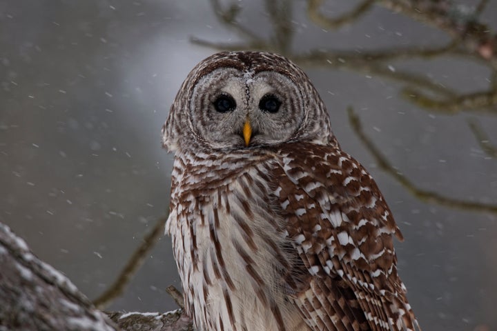 Barred Owl (Strix varia) perched in tree, Ontario, Canada